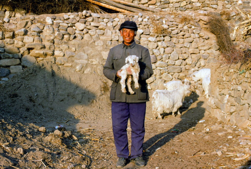Farmer with his sheep Yulin China 2000